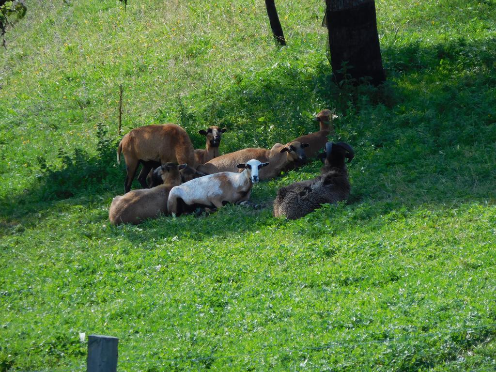 Urlaub Am Bauernhof Blamauer Köhr Bauernhof Göstling an der Ybbs